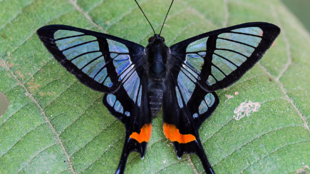 Farfalla del genere Chorinea, dalle caratteristiche ali trasparenti