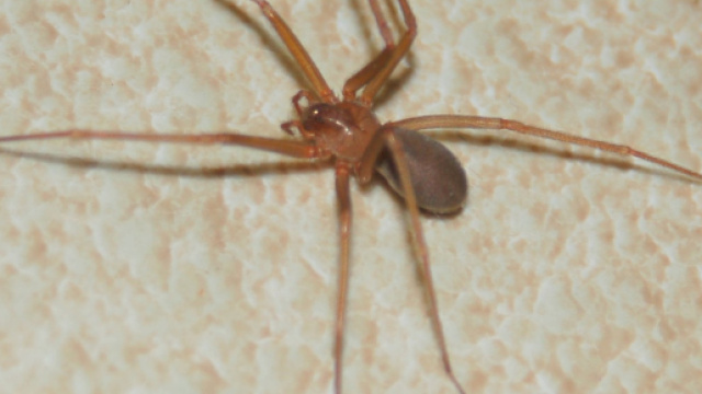 Il ragno violino, dove trovarlo