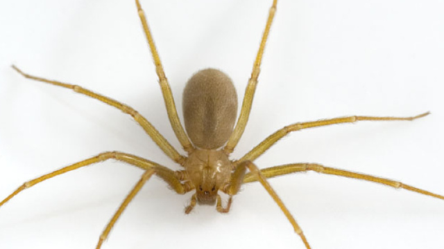 Per un morso di un ragno violino, un uomo di 59 anni a Terni ha rischiato di morire.