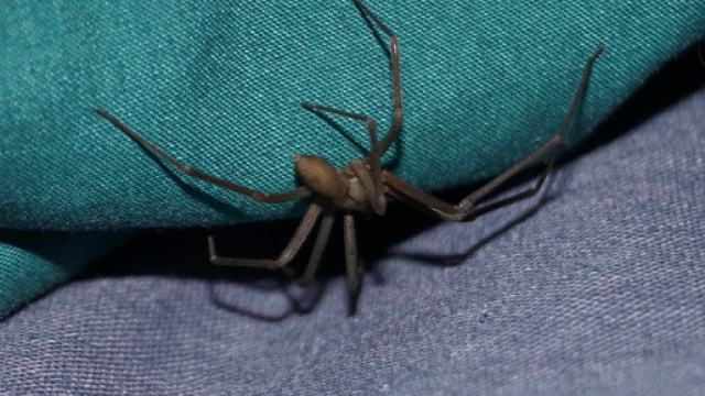 Psicosi da ragno violino, ecco alcune informazioni