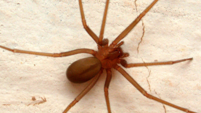 Un esemplare di Loxosceles rufescens o ragno violino