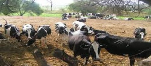 La brucelosis bovina es una de enfermedad que afecta la econom&iacute;a y la salud p&uacute;blica a nivel mundial