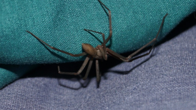 Ragno violino: le cose da sapere assolutamente (Ph. Pixabay.com)