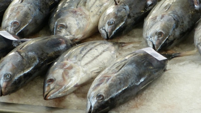 Tonno fresco: &egrave; davvero allarme?