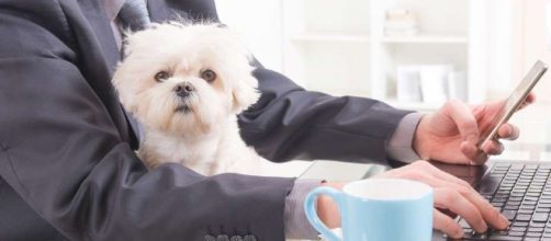 Mascotas en el trabajo: una tendencia peluda que invade el mercado