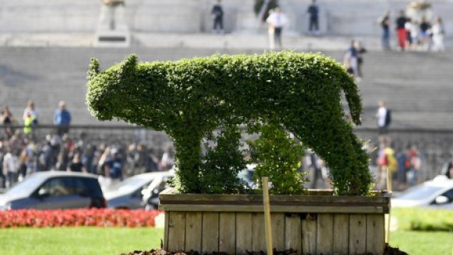 Roma, in piazza Venezia arriva una siepe a forma di lupa
