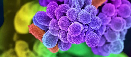 En la boca habitan muchas m&aacute;s bacterias de las que puede parecer