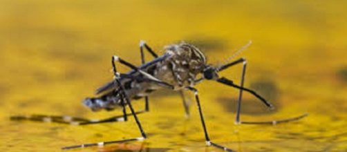 La fiebre amarilla un virus de cuidado