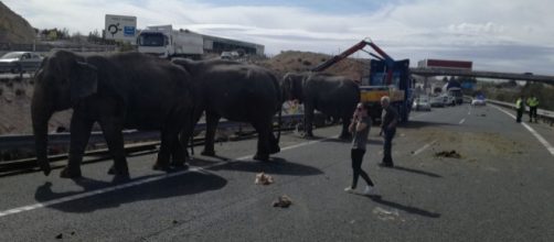 Veh&iacute;culos retenidos en la A-30 debido a los elefantes sueltos por la calzada. (Bomberos AB)