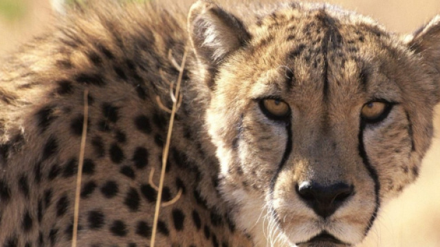 In alto, un esemplare di ghepardo