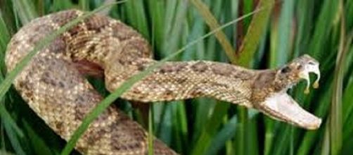 Armadas con potentes armas para la cacer&iacute;a, las serpientes son excelentes depredadores