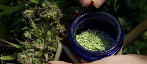 Cannabis industry - Image via Flickr.