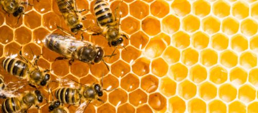 El zumbido que retumba en el mundo