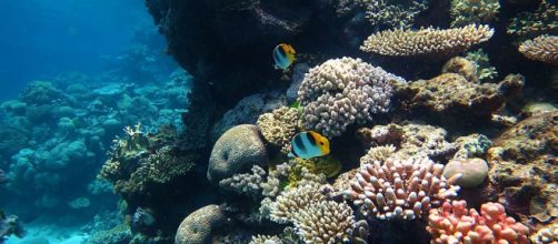 Part of the Great Barrier Reef Marine Park (Image credit &ndash; Wise Hok Wai Lum, Wikimedia Commons)