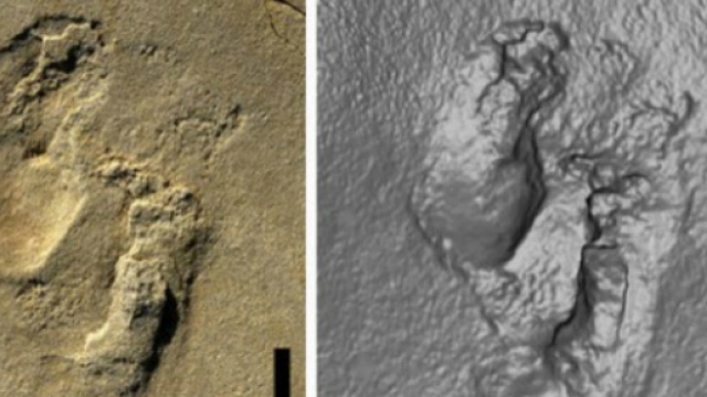 Evoluzionismo, impronta umana datata 5,7 milioni di anni fa, Creta (Grecia)
