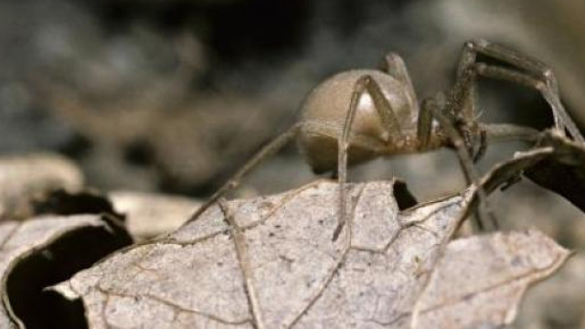 Morto il ragno pi&ugrave; vecchio del mondo: ecco chi &egrave; stato ad ucciderlo e le curiosit&agrave;