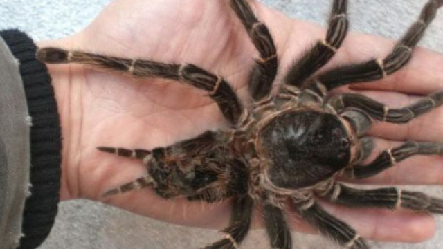 Morto in Australia il ragno pi&ugrave; longevo del mondo, ucciso a 43 anni da una puntura di vespa.