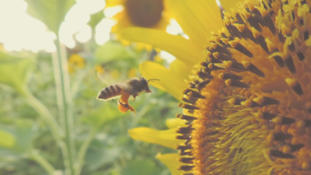 Prima "Giornata mondiale delle Api": 20 maggio 2018