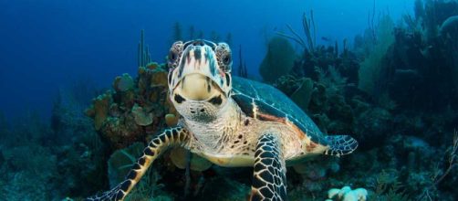 Conservaci&oacute;n de las especies en peligro de extinci&oacute;n con la ayuda de software