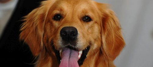 Dogs help keep owners healthy [Image: David Locke/Flickr]