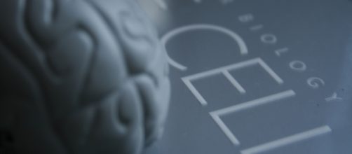 Understanding of the brain is constantly evolving. [Image credit: jean-Etienne Minh-Duy Poirrier | Flickr]