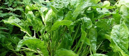 Conoce la planta acedera y sus beneficios