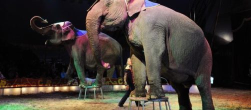 Los circos sin regulaci&oacute;n y leyes en Espa&ntilde;a