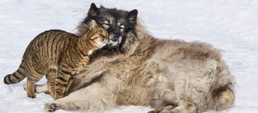 Dogs and cats getting along. - [Image via Pixabay]