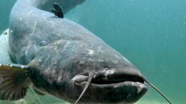 Siluro da 100 chili nell'Adda: ma come lo cucinereste?