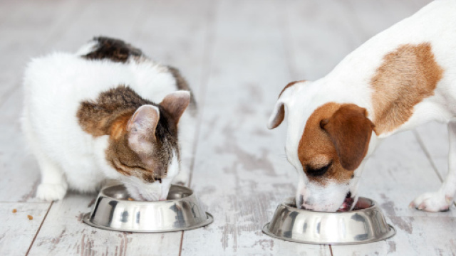 Come alimentare cani e gatti in modo corretto