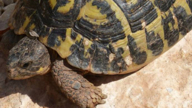 Tartaruga 'azzannatrice' ritrovata nel parco pubblico di Pomigliano d'Arco