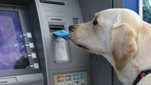 E' arrivato il conto per gli animale domestici