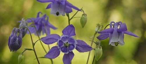 Aquilegia vulgaris y sus beneficios