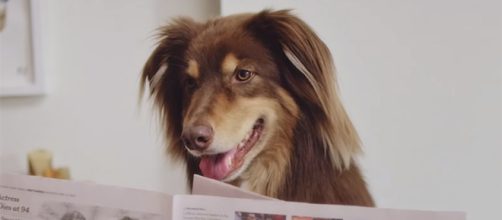 Meet Amanda Seyfried's Finn and other celebrities' famous pups and pets. [Image credit: Vogue/YouTube]