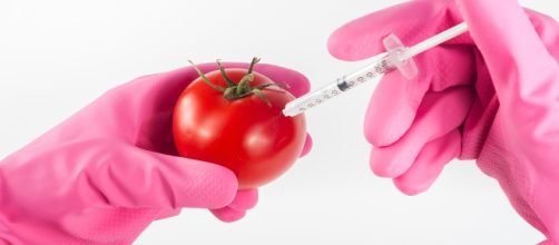 Modifying Tomato DNA. - [Image by artursfoto / pixaby]