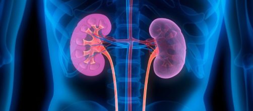 Descubre c&oacute;mo depurar tus ri&ntilde;ones naturalmente - Mejor con Salud - mejorconsalud.com