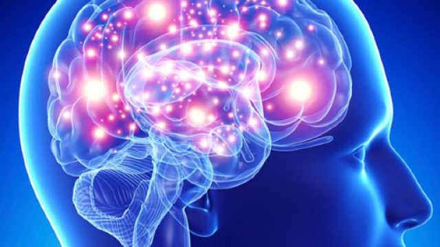 In alto, disegno di un cervello umano