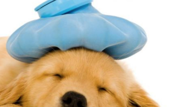 malattia del proprio animale domestico