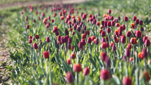 Tulipani Italiani- Foto di Emanuele Barra