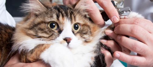 &iquest;C&oacute;mo podemos cortar las u&ntilde;as a nuestro gato?