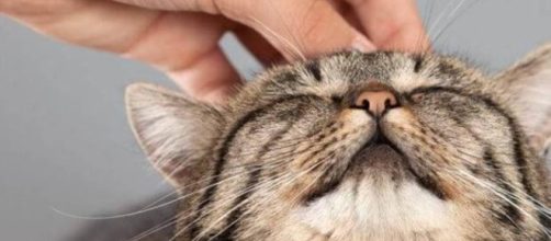 &iquest;Por qu&eacute; y c&oacute;mo ronronean los gatos?