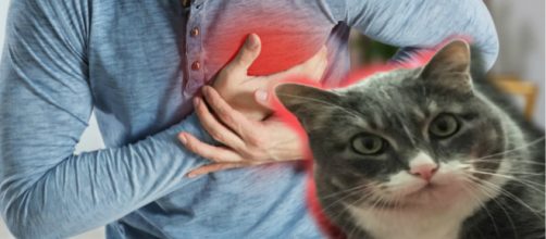 Shotzie: el gato que salv&oacute; a su due&ntilde;o de una muerte inminente