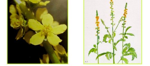 Terapias con la planta agrimonia