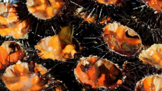I ricci di mare fanno bene al cuore: quello che bisogna conoscere foto baritoday.it