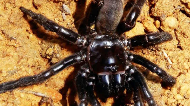 Morto il ragno pi&ugrave; vecchio del mondo, aveva 43 anni