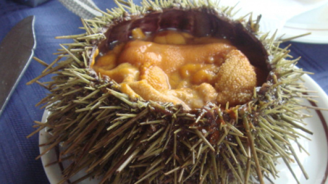 Nuova scoperta: i ricci di mare contengono gli Ovotioli, molecole che proteggono il sistema cardiocircolatorio. Foto:npr.org