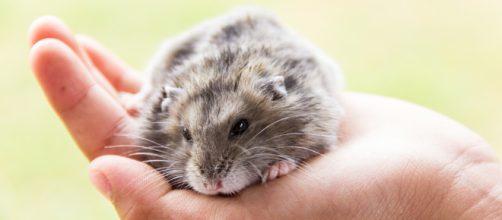 C&oacute;mo se comunica un h&aacute;mster con los seres humanos