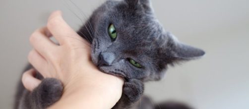 Especialmente cuando alcanzan las manos, las mordeduras felinas pueden causar un da&ntilde;o considerable