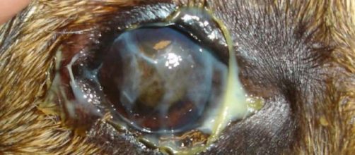 Queratoconjuntivitis seca en perros