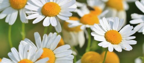 la manzanilla un b&aacute;lsamo para el cuerpo